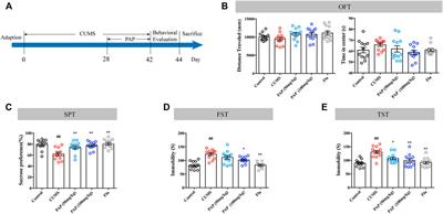 The Protective Effect of Pilose Antler Peptide on CUMS-Induced Depression Through AMPK/Sirt1/NF-κB/NLRP3-Mediated Pyroptosis